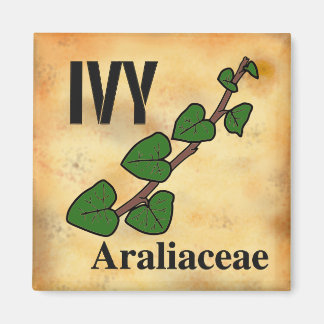 Ivy plant family line art aged paper background magnet