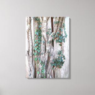 Ivy & Vines on Wood Fence Canvas Print