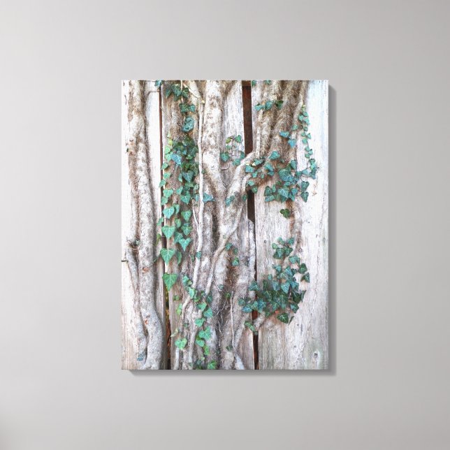 Ivy & Vines on Wood Fence Canvas Print (Front)