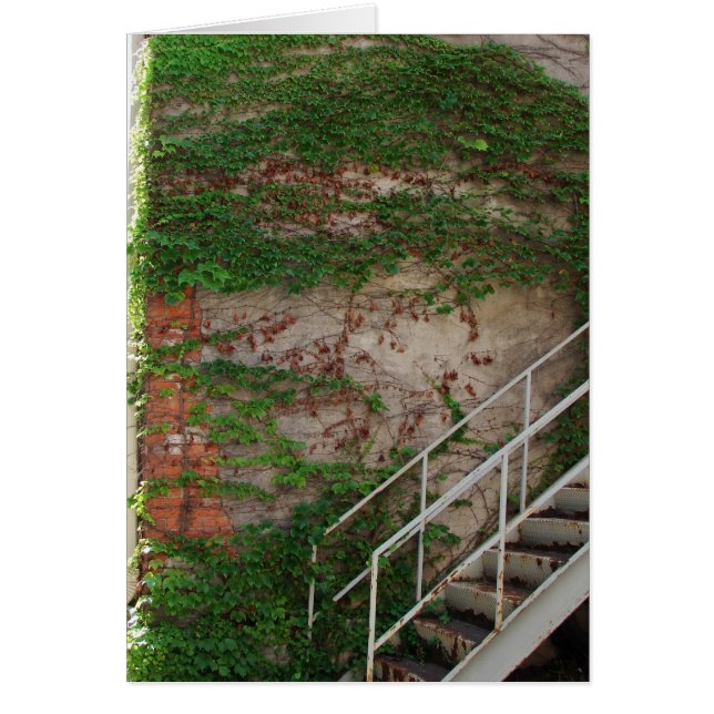 Ivy Vines, Stairs, Brick Wall (Front)