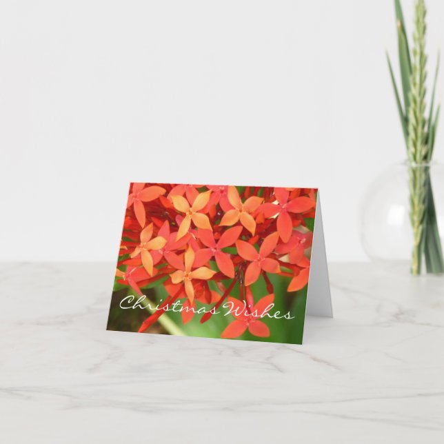 Ixora Blossoms Christmas Notecard (Front)
