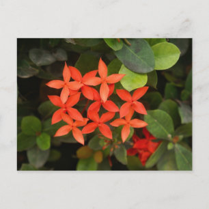 Ixora Coccinea - Red Flowers Postcard