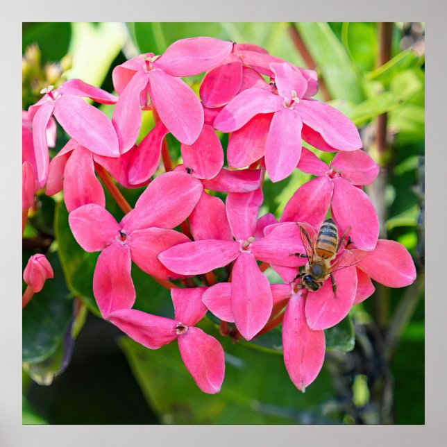 Ixora Plant Poster (Front)
