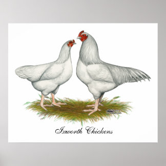 Ixworth Chickens Poster