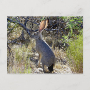 J A C K R A B B I T POSTCARD