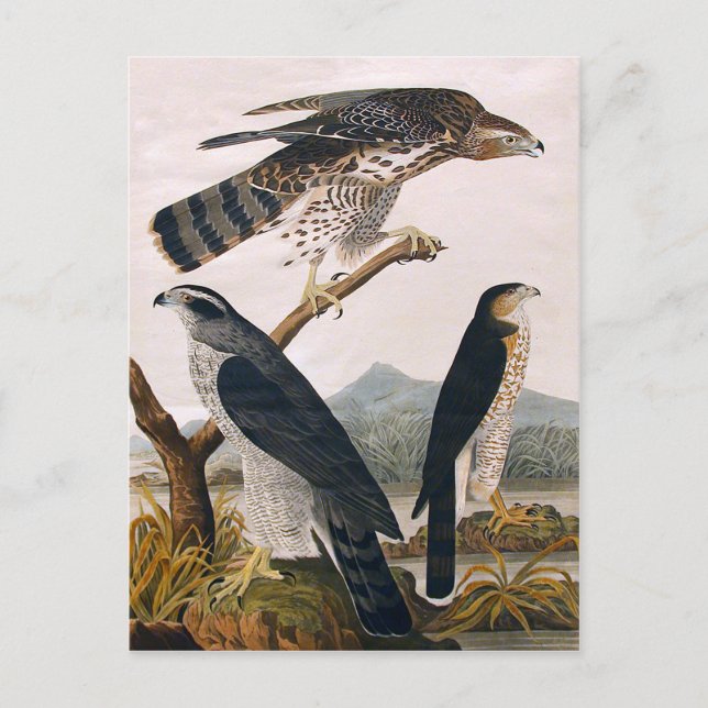 J.J. Audubon (Goshawk, Stanley Hawk) (1829) Postcard (Front)