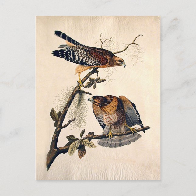 J.J. Audubon (Red Shouldered Hawk) (1829) Postcard (Front)