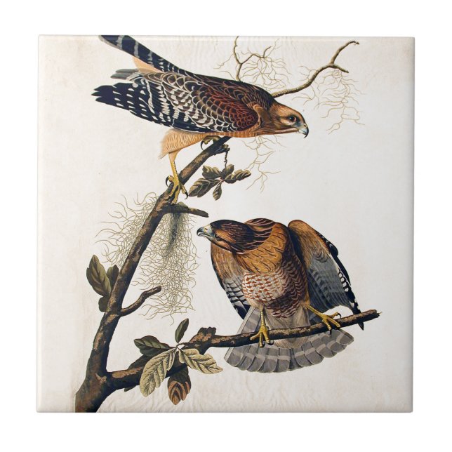 J.J. Audubon (Red Shouldered Hawk) (1829) Tile (Front)