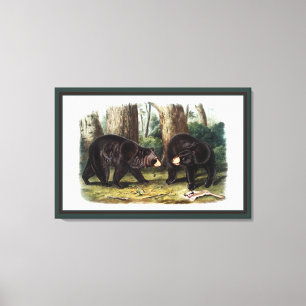 J.W. Audubon - Ursus Americanus Black Bear Canvas Print