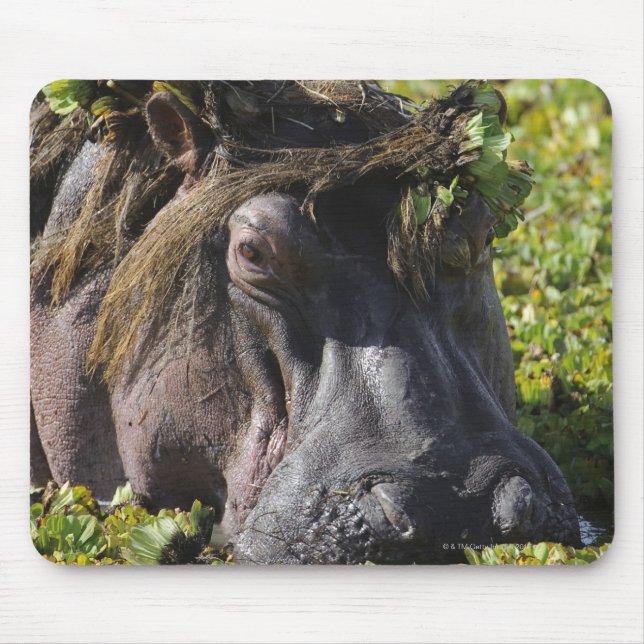 Jacana standing on hippo's (Hippopotamus Mouse Pad (Front)