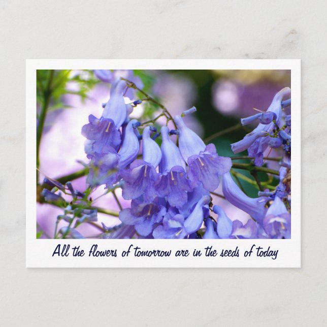 Jacaranda Blossoms Postcard (Front)