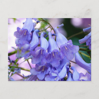 Jacaranda Blossoms Postcard