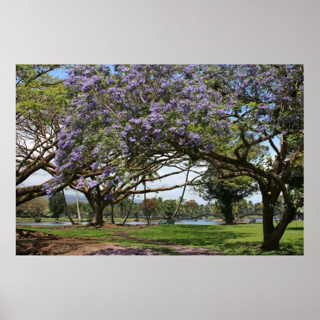 Jacaranda in Bloom Poster (Front)
