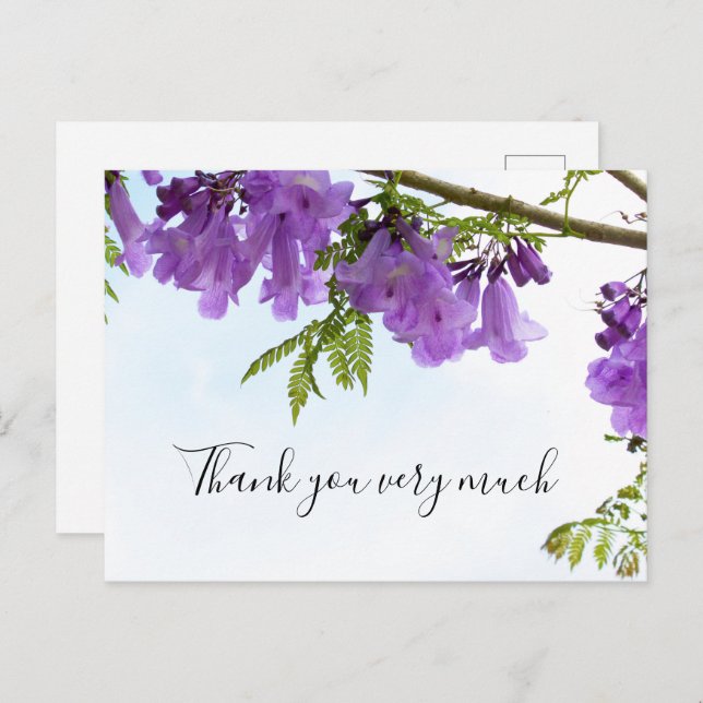 Jacaranda Purple Flowers  Australia on the tree    Postcard (Front/Back)