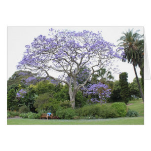 Jacaranda Tree