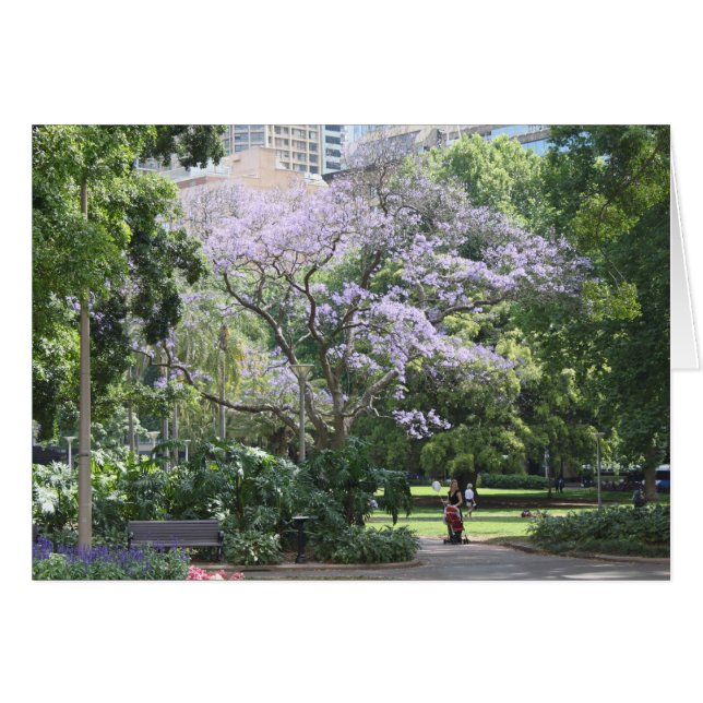 Jacaranda Tree (Front Horizontal)