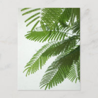 Jacaranda Tree Leaves