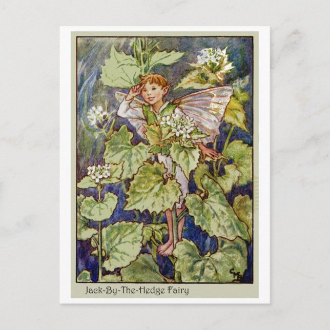Jack-By-The-Hedge Fairy Postcard (Front)