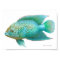 Jack Dempsey Cichlid Fish Print