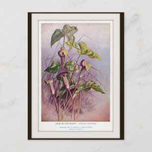 Jack-in-the-Pulpit Botanical Flower Postcard