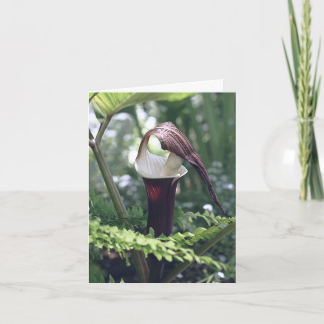 Jack In The Pulpit Flower Photography  Note Card (Front)
