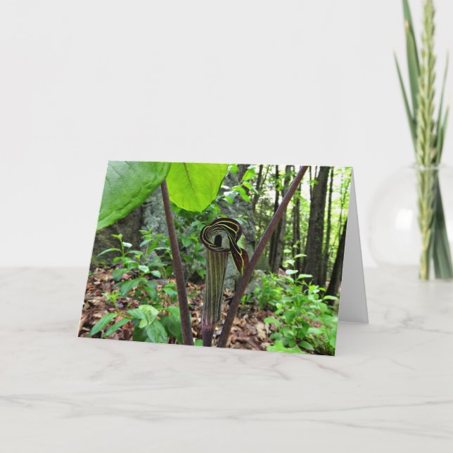 Jack-in-the-pulpit Greeting Card, Blank Inside Card (Front)