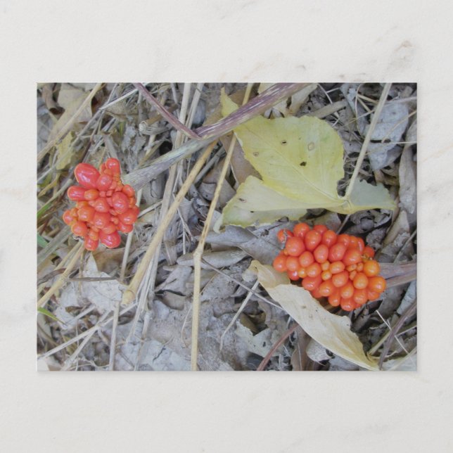 Jack-In-The-Pulpit Seeds Postcard (Front)
