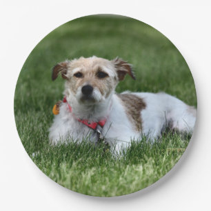 Jack  paper plate