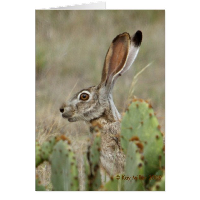 Jack Rabbit - Cactus - 2 - 2009 (Front)