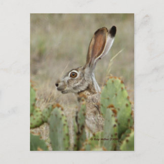 Jack Rabbit - Cactus - 2 - 2009 Postcard