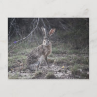 Jack Rabbit