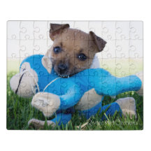 Jack Russel Puppy Playing