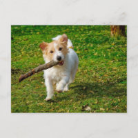Jack Russel Terrier dog with stick photo