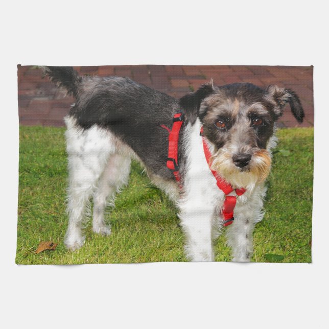 jack russel terrier tea towel (Horizontal)