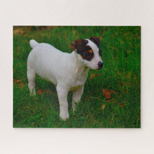 Jack Russell Dog. Jigsaw Puzzle