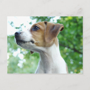 Jack Russell Dog Postcard