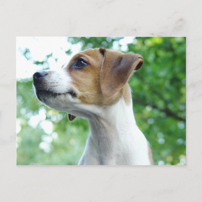 Jack Russell Dog Postcard (Front)
