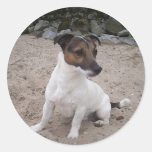 Jack Russell klein Hund Classic Round Sticker