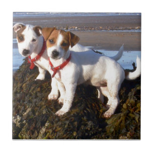 Jack Russell Puppies Tile