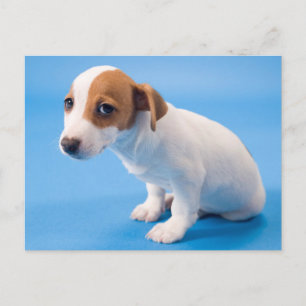 Jack Russell Puppy Postcard