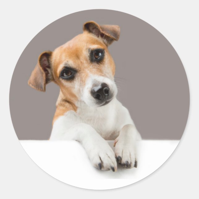 Jack Russell Puppy Sweet Adorable Baby Jack Classic Round Sticker (Front)
