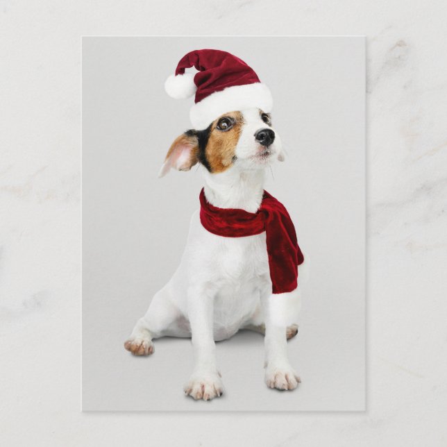 Jack Russell Puppy wearing Santa Hat Holiday Postcard (Front)