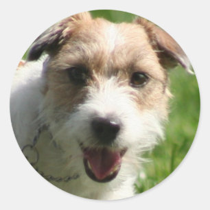 Jack Russell  Terrie stickers