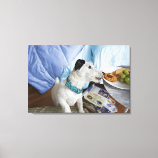 Jack russell terrier. 2 canvas print