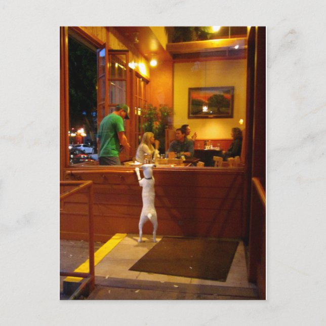 Jack Russell Terrier at restaurant window. Postcard (Front)