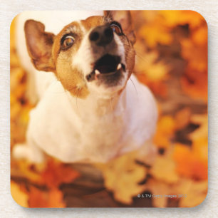 Jack Russell Terrier barking and jumping, Autumn Coaster