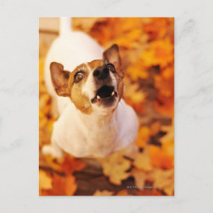 Jack Russell Terrier barking and jumping, Autumn Postcard