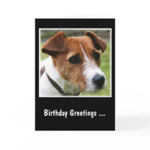 Jack Russell Terrier