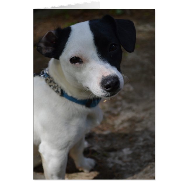 Jack Russell Terrier Card (Front)