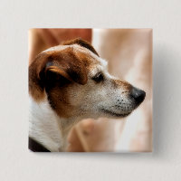 JACK RUSSELL TERRIER DOG